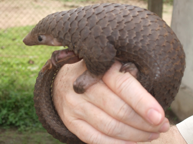 Baby tree pangolin - WORLD PANGOLIN DAY