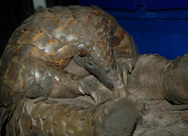 Meet the Species: Giant Ground Pangolin - PANGOLINS