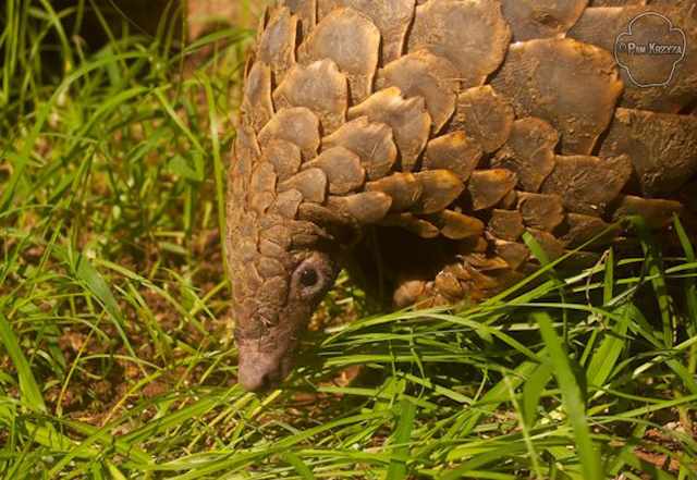 Pangolin Facts