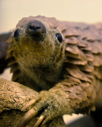 pangolin claws