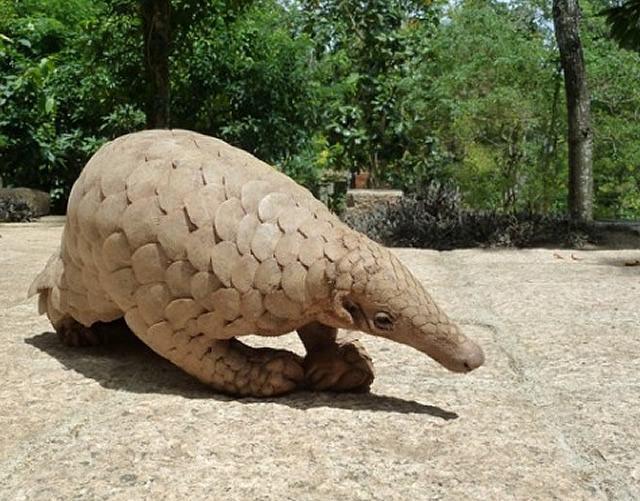 Scaly Anteater