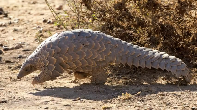 South Africa Archives - PANGOLINS